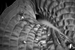 squam-creative-teele-hostas-after-the-rain-2