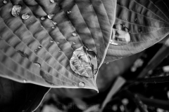 squam-creative-teele-hostas-after-the-rain-3