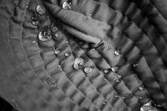 squam-creative-teele-hostas-after-the-rain-4