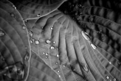 squam-creative-teele-hostas-after-the-rain-5