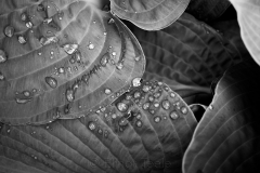 squam-creative-teele-hostas-after-the-rain-6