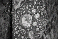 squam-creative-teele-leaf-in-rain-black-white