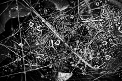 Raindrops on Spider Webs 1