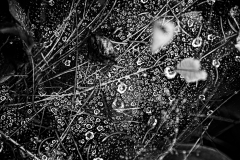 Raindrops on Spider Webs 2