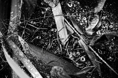 Raindrops on Spider Webs 3