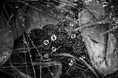 Raindrops on Spider Webs 5