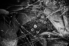 Raindrops on Spider Webs 8