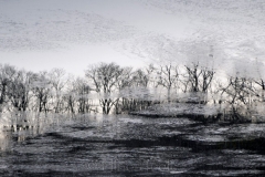 Trees at Dawn