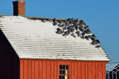 Motif #1 & Pigeons
