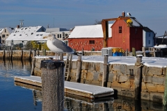 Motif #1 and Seagull
