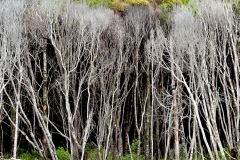 Dead Wood