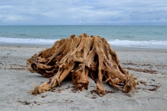 Driftwood