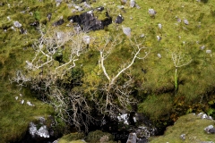 Annascaul Lake Trees