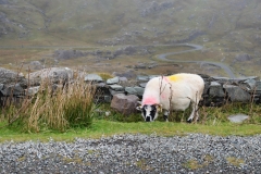Healy Pass Sheep