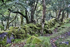 Killarney National Park
