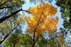 Topsfield Trees 1