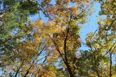 Topsfield Trees 3