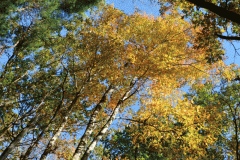 Topsfield Trees 5