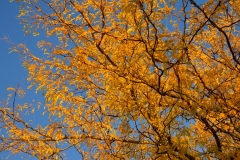 Yellow Foliage