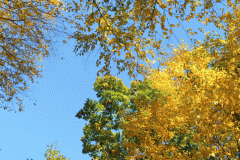 Gold Fall Foliage 10