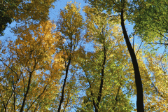 Gold Fall Foliage 2