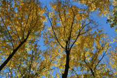Gold Fall Foliage 3