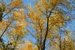 Gold Fall Foliage 4