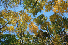 Gold Fall Foliage 8