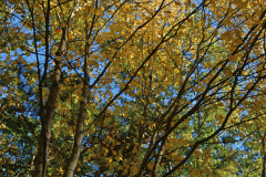Gold Fall Foliage 9