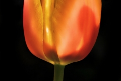 Ghostly Tulip