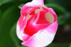 Hot Pink Tulip