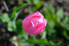 squam-creative-teele-pink-tulip-april
