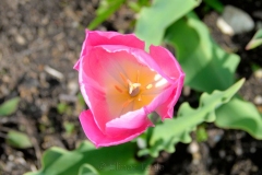 Pink & Yellow Tulip