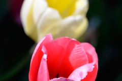 Pink & Yellow Tulips