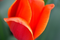 Red & Orange Tulip
