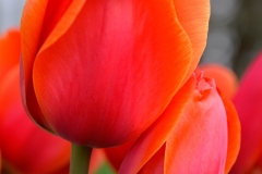 Red & Orange Tulips Close-Up