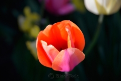 Orange Pink Tulip
