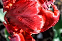 squam-creative-teele-rococo-tulip-dramatic-1