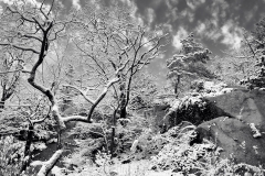 December Frosting B&W 1
