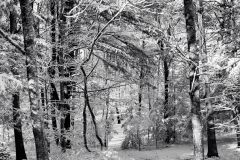 December Frosting B&W 2