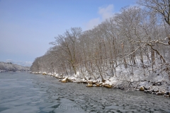 Cove & Woods in February