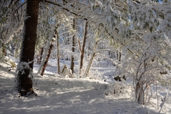 Pasture in February Snows