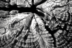 Wood Patterns 1