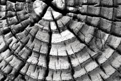Wood Patterns 2