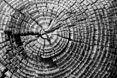 Wood Patterns 4