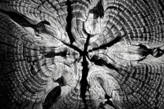 Wood Patterns 5