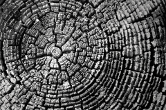 Wood Patterns 8