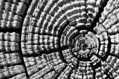 Wood Patterns 9