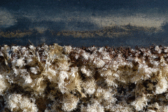 Dried Seaweed 1