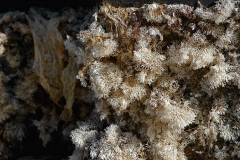 Dried Seaweed 2